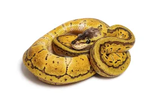 Lemon blast ball python, python regius
