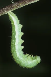 Lemon butterfly caterpillar (Gonepteryx rhamni)