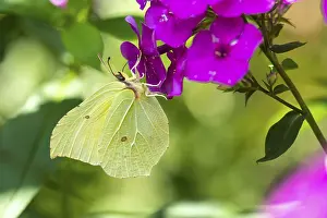 Lemon butterfly (Gonepteryx rhamni)