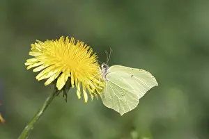 Lemon butterfly (Gonepteryx rhamni)