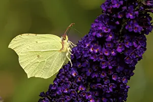 Lemon butterfly on the summer lilac