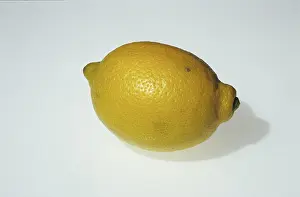 Lemon (Citrus limon)