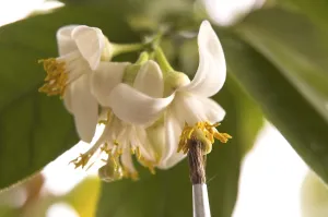 Lemon flowers and brush isolated on the white background