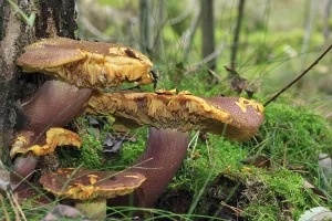 Lemon-leaved russula, Russula sardonia (Russulaceae)