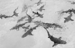 Lemon Sharks at the surface, Negaprion brevirostris