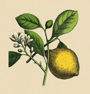 Lemon tree, historical illustration