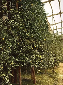 A lemon tree, Limone, Lake Garda