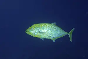 Lemon trevally (Carangoides bajad)