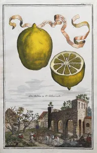Lemons, citrus fruits, Pillenreuth Monastery