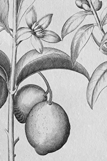 Lemons, detail copper engraving by Basilius Besler