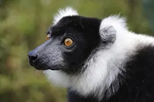 Lemur, Madagascar, Black and White Vari
