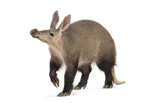 Full length profile of an aardvark walking against a white background
