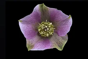Lenzrose (Helleborus orientalis)