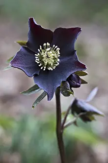 Lenzrose (Helleborus orientalis Early Purple)