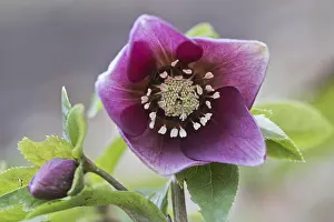Lenzrose (Helleborus orientalis hybrid)