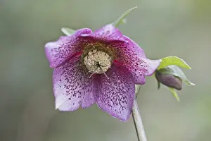Lenzrose (Helleborus orientalis hybrid)