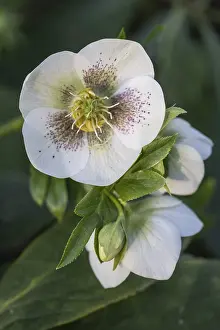 Lenzrose (Helleborus orientalis hybrid)