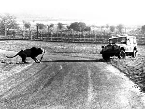 Leo pulls car, England, Great Britain