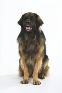 Framed Print : Leonberger Framed Print : Leonberger