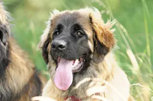 Leonberger dogs, An attentive young dog with its tongue out