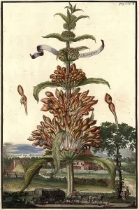 Leonorus and the area near Allerspach