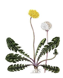 Leontodon taraxacum, dandelion, digital reproduction of a historical original, between 1790 and 1810