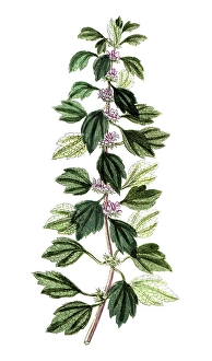 Leonurus cardiaca, true motherwort