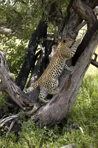 LEOPARD (4 MONTHS OLD CUB) panthera pardus