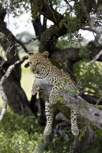 LEOPARD (4 MONTHS OLD) panthera pardus IN NAMIBIA IN A TREE