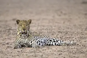 Leopard