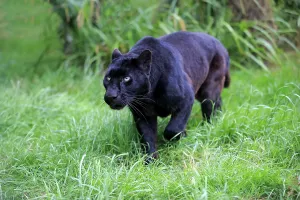 Leopard, Black panther (Panthera pardus)