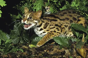Leopard cat (prionailurus bengalensis)