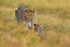 Leopard cub with mother walk. Big wild cat in the nature habitat
