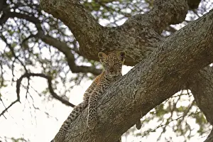 Leopard cub (Panthera pardus)