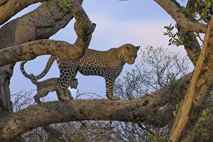 A leopard and its cub walk together along a broad tree branch