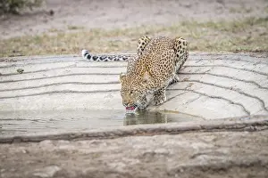 Leopard drinking water at a waterhole in the Kruger National Park