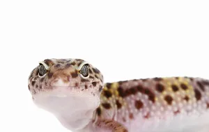 Leopard gecko