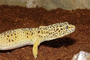 Detail of leopard gecko on a brown background