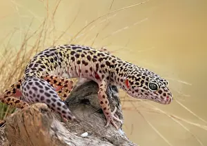 Leopard gecko (Eublepharis macularis)