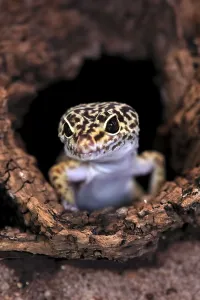 Leopard gecko (Eublepharis macularius)