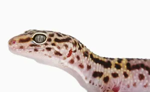 Leopard gecko in profile