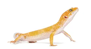 Leopard gecko standing, isolated on white
