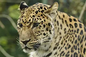 A leopard with mottled fur and a watchful expression in the wild