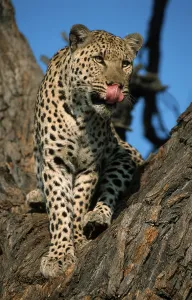 Leopard, Namibia / (Panthera pardus)