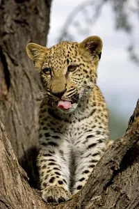Leopard (panthera pardus), 4 Months old Cub Yawning with Tongue Out