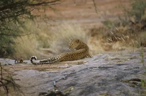 Leopard (Panthera pardus)