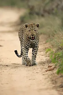 Leopard (Panthera pardus), adult