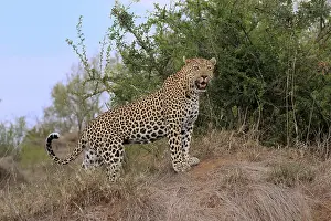 Leopard (Panthera pardus), adult