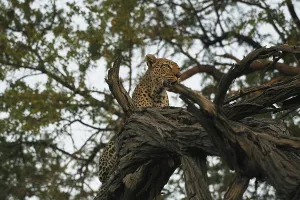 Leopard (panthera pardus), Adult standing in Tree