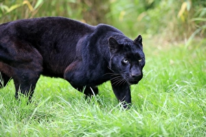 Leopard (Panthera pardus), black panther, Africa